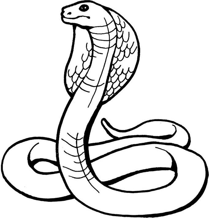 Dibujo para colorear: Cobra (Animales) #3223 - Dibujos para Colorear e Imprimir Gratis