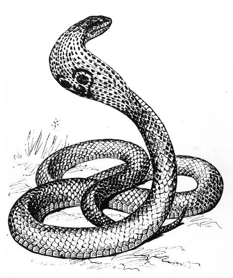 Dibujo para colorear: Cobra (Animales) #3301 - Dibujos para Colorear e Imprimir Gratis