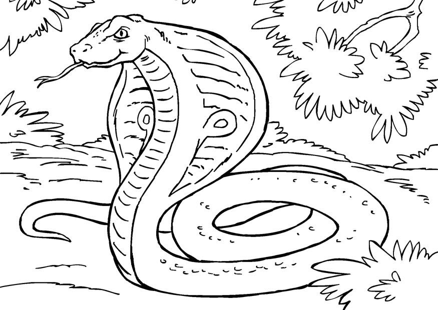 Dibujo para colorear: Cobra (Animales) #3308 - Dibujos para Colorear e Imprimir Gratis