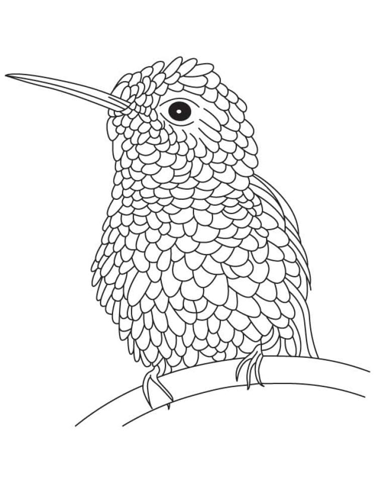 Dibujo gratuito Colibrí #208576 de la coleccion Animales para imprimir