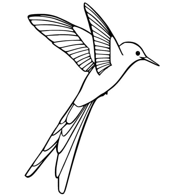 Dibujo gratuito Colibrí #208599 de la coleccion Animales para imprimir