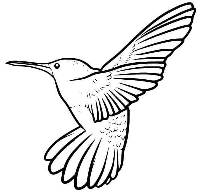 Dibujo gratuito Colibrí #208604 de la coleccion Animales para imprimir