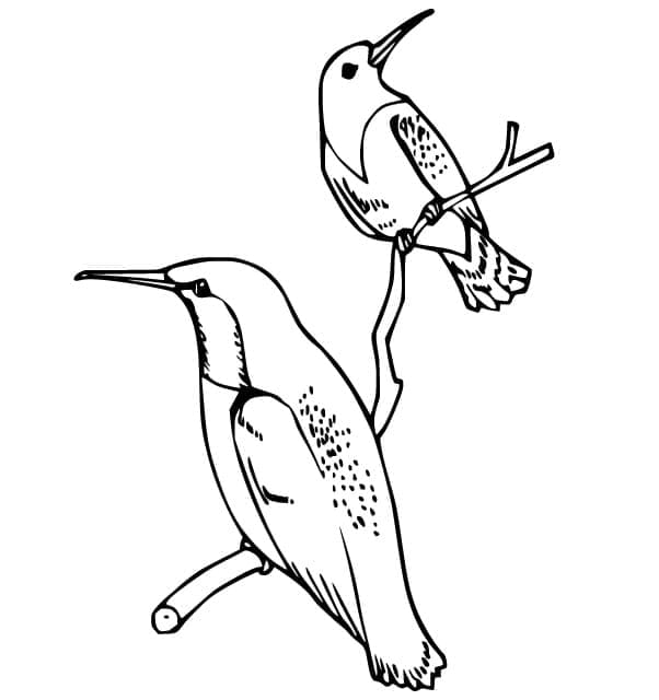 Dibujo gratuito Colibrí #208611 de la coleccion Animales para imprimir