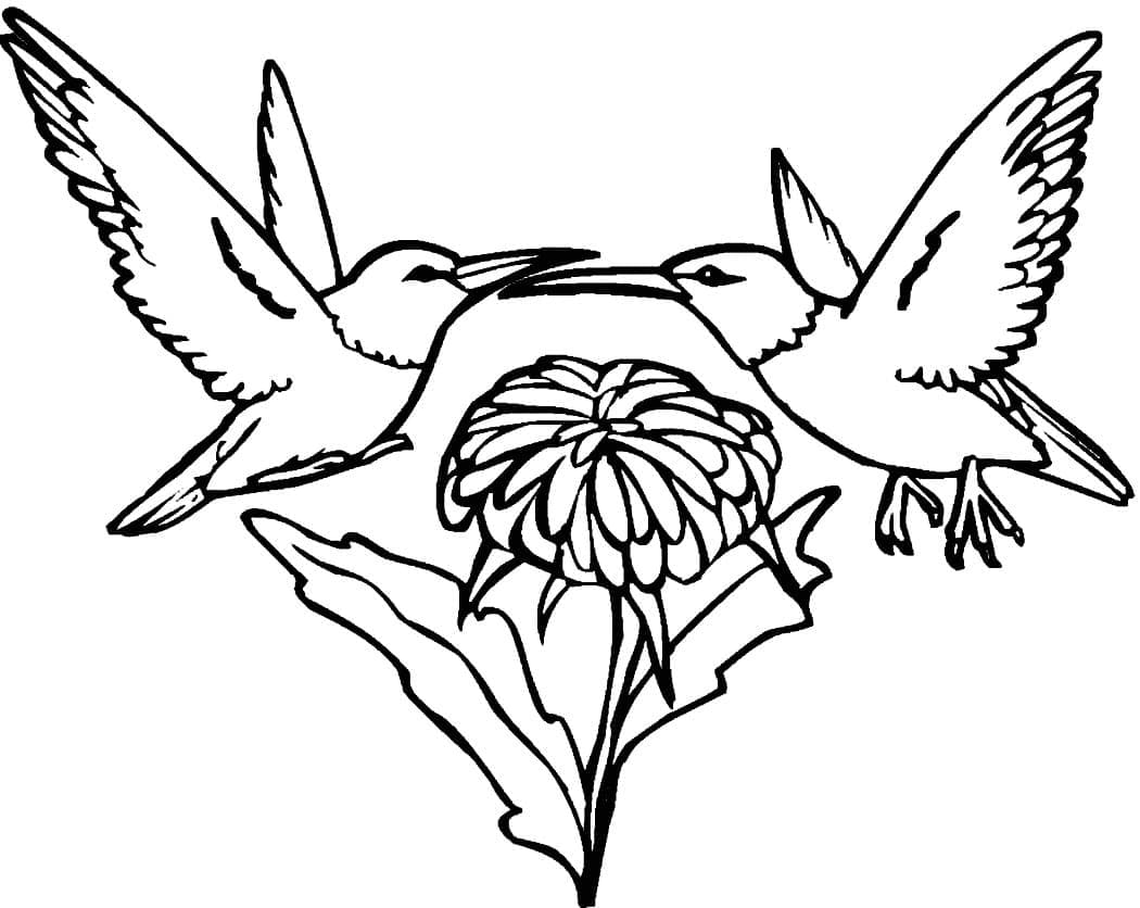 Dibujo gratuito Colibrí #208613 de la coleccion Animales para imprimir