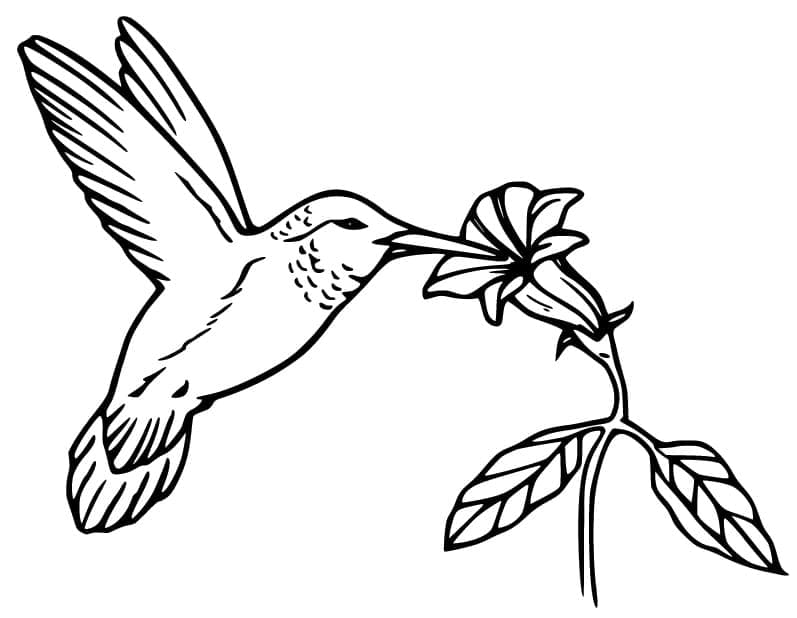 Dibujo gratuito Colibrí #208624 de la coleccion Animales para imprimir