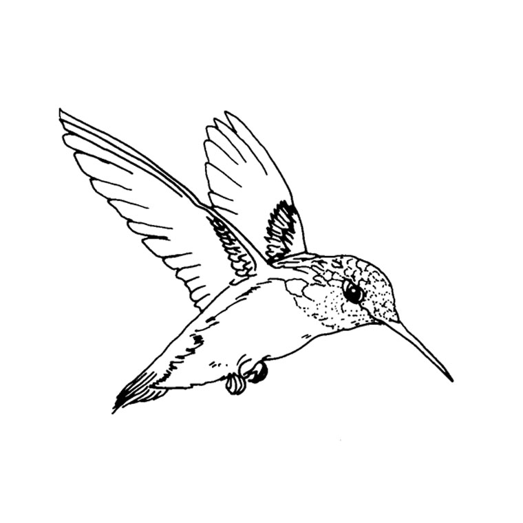 Dibujo para colorear: Colibrí (Animales) #3783 - Dibujos para Colorear e Imprimir Gratis