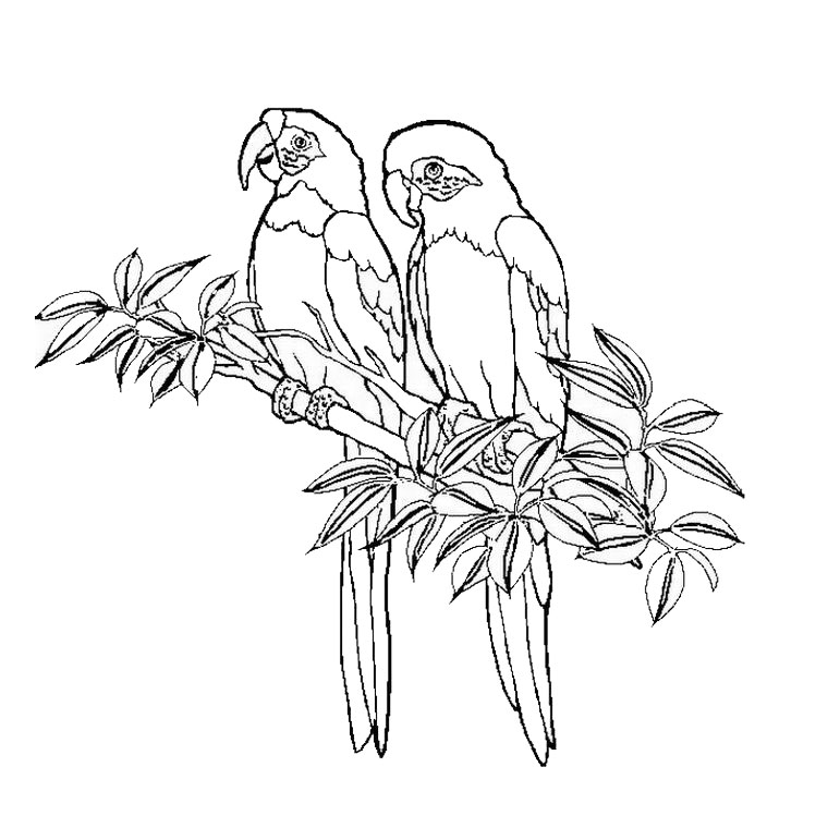 Dibujo para colorear: Colibrí (Animales) #3800 - Dibujos para Colorear e Imprimir Gratis