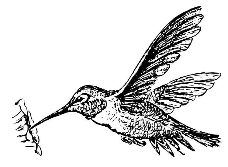 Dibujo para colorear: Colibrí (Animales) #3802 - Dibujos para Colorear e Imprimir Gratis