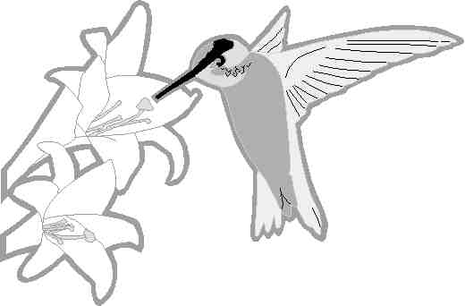 Dibujo para colorear: Colibrí (Animales) #3807 - Dibujos para Colorear e Imprimir Gratis