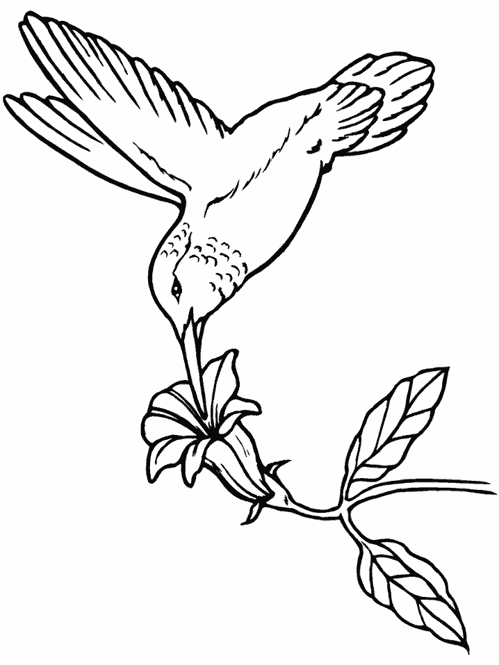 Dibujo para colorear: Colibrí (Animales) #3820 - Dibujos para Colorear e Imprimir Gratis