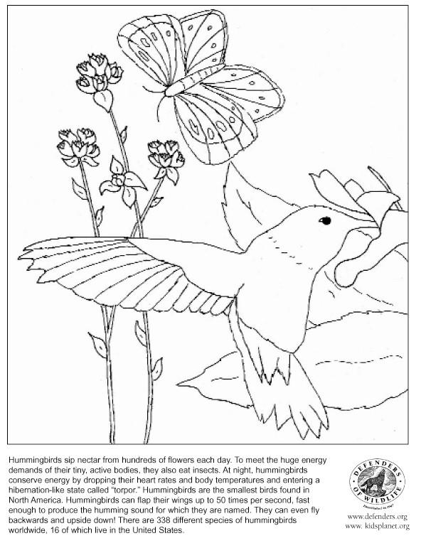 Dibujo para colorear: Colibrí (Animales) #3827 - Dibujos para Colorear e Imprimir Gratis