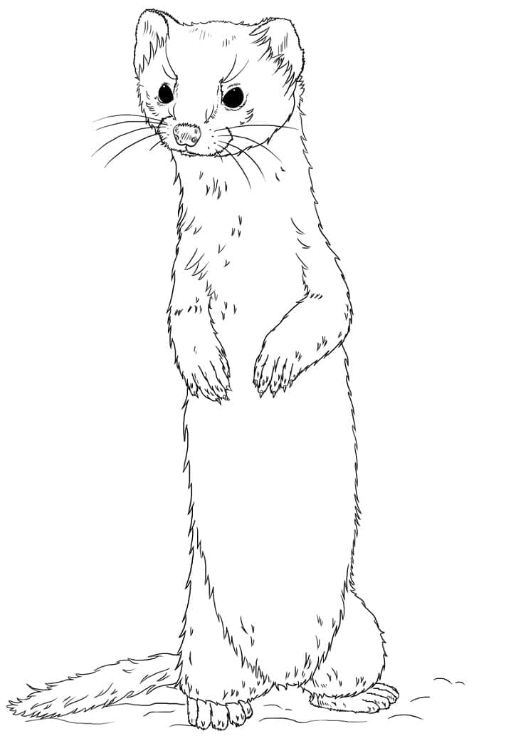 Dibujo gratuito Comadreja #205426 de la coleccion Animales para imprimir Dibujo gratuito Comadreja #205426 de la coleccion Animales para imprimir