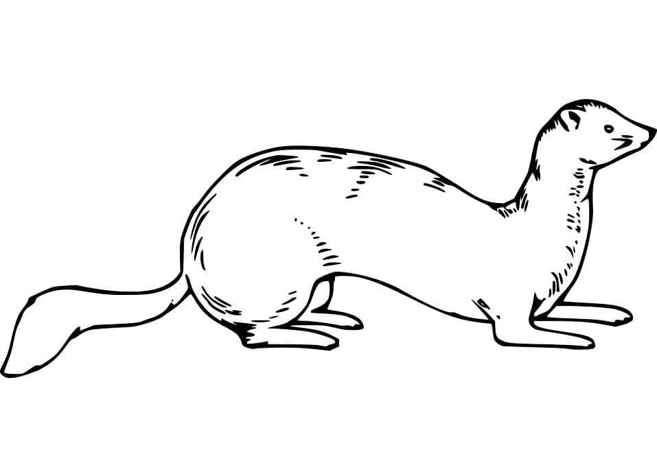 Dibujo gratuito Comadreja #205437 de la coleccion Animales para imprimir Dibujo gratuito Comadreja #205437 de la coleccion Animales para imprimir