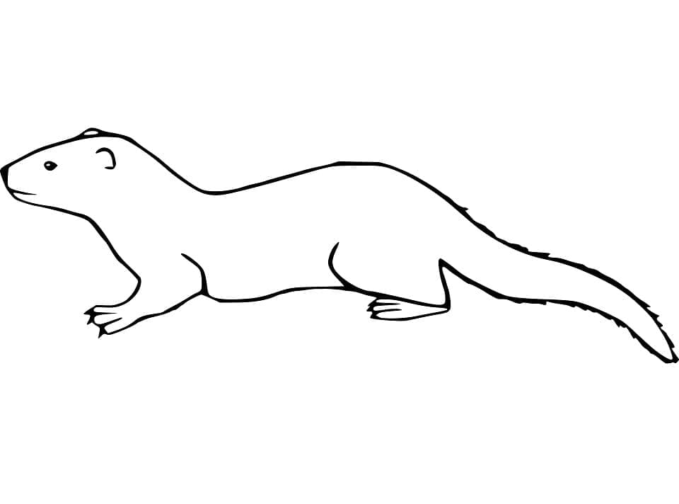 Dibujo gratuito Comadreja #205439 de la coleccion Animales para imprimir