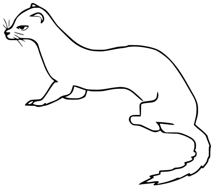 Dibujo gratuito Comadreja #205441 de la coleccion Animales para imprimir