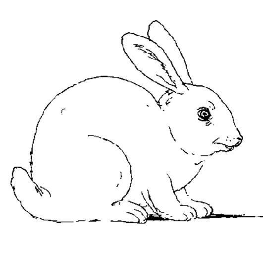 Dibujo para colorear: Conejo (Animales) #9510 - Dibujos para Colorear e Imprimir Gratis