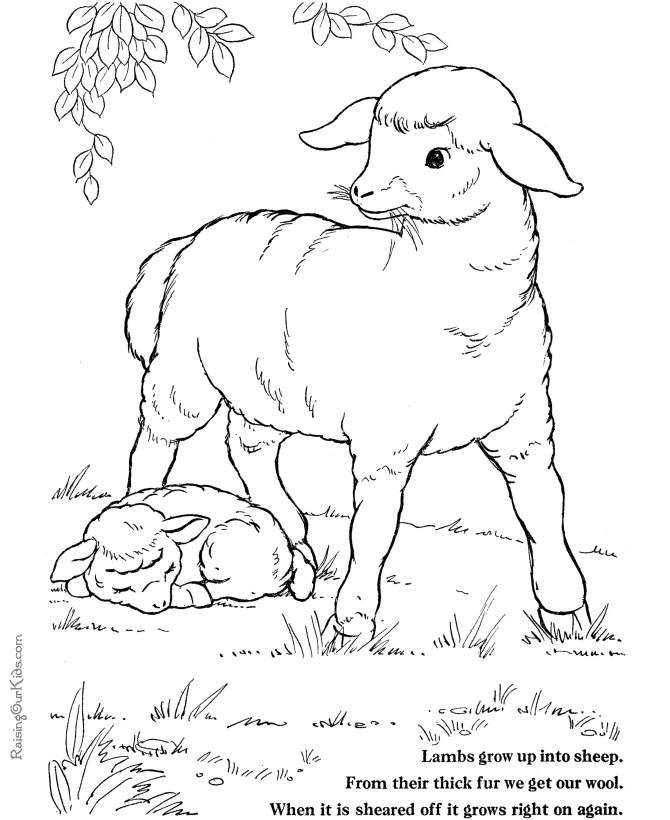 Dibujo para colorear: Cordero (Animales) #268 - Dibujos para Colorear e Imprimir Gratis