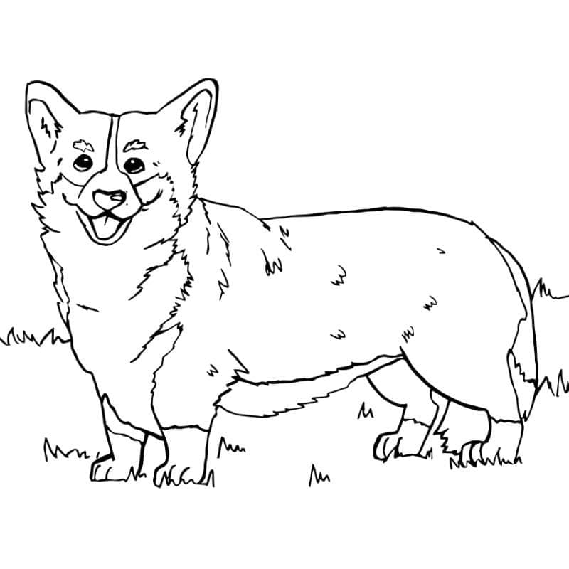 Dibujo gratuito Corgi #220762 de la coleccion Animales para imprimir