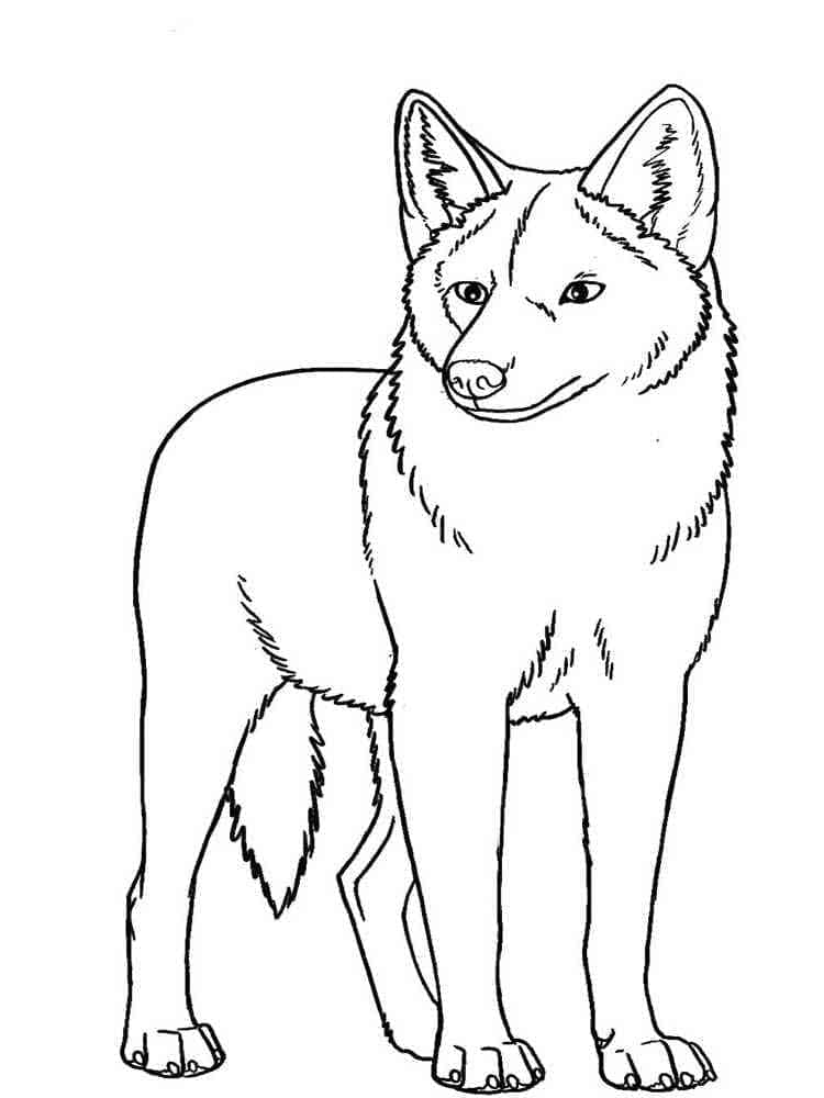 Dibujo gratuito Coyote #207091 de la coleccion Animales para imprimir