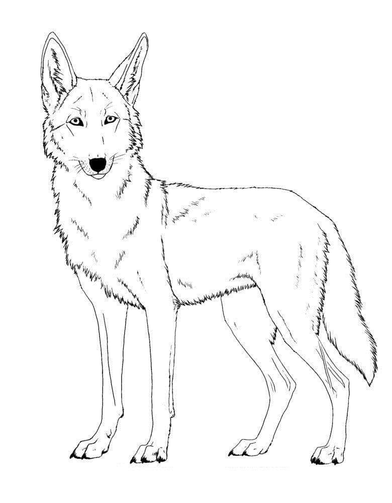 Dibujo gratuito Coyote #207111 de la coleccion Animales para imprimir