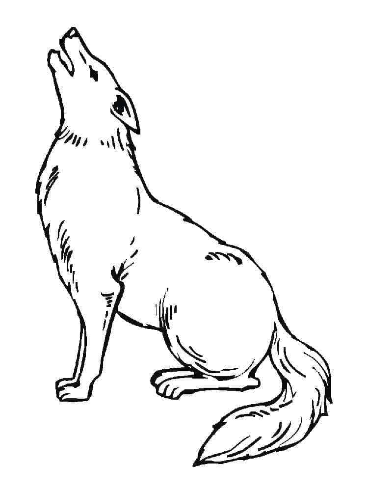 Dibujo gratuito Coyote #207112 de la coleccion Animales para imprimir