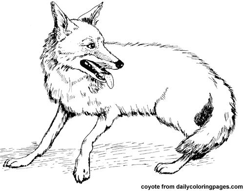  Dibujos de Coyote (Animales) para colorear y pintar – Páginas para imprimir