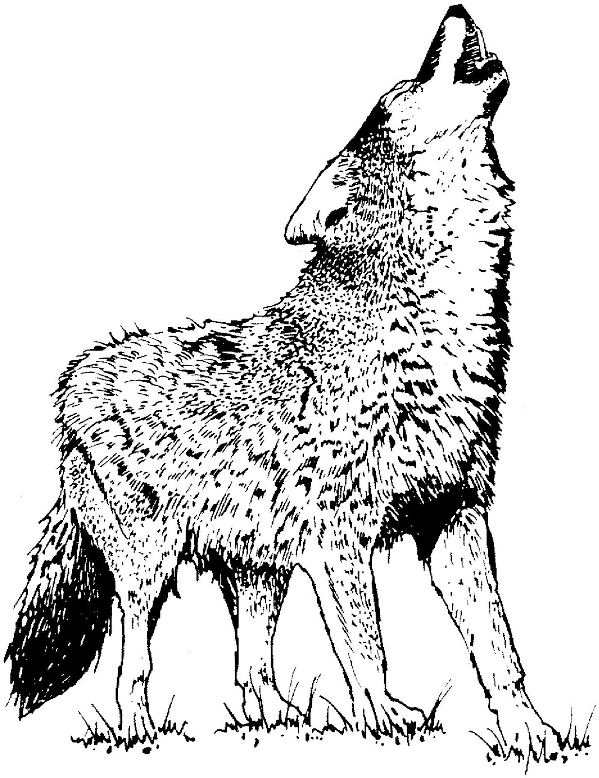 Dibujo para colorear: Coyote (Animales) #4542 - Dibujos para Colorear e Imprimir Gratis