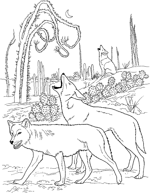  Dibujos de Coyote    (Animales) para colorear y pintar – Páginas para imprimir