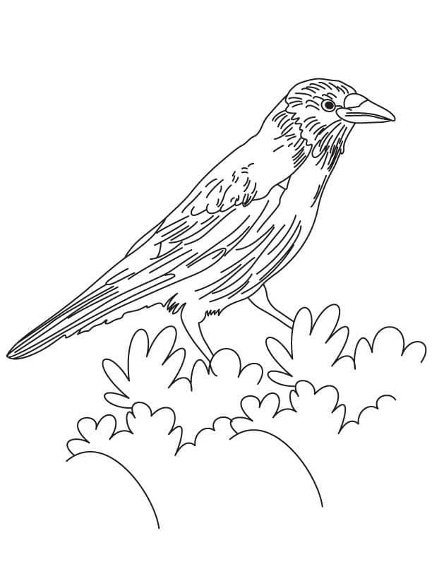 Dibujo gratuito Cuervo #209002 de la coleccion Animales para imprimir