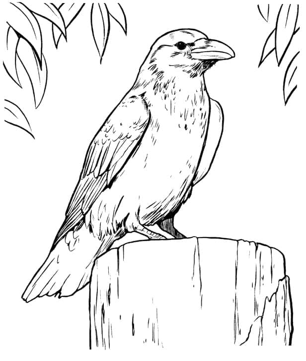 Dibujo gratuito Cuervo #209008 de la coleccion Animales para imprimir