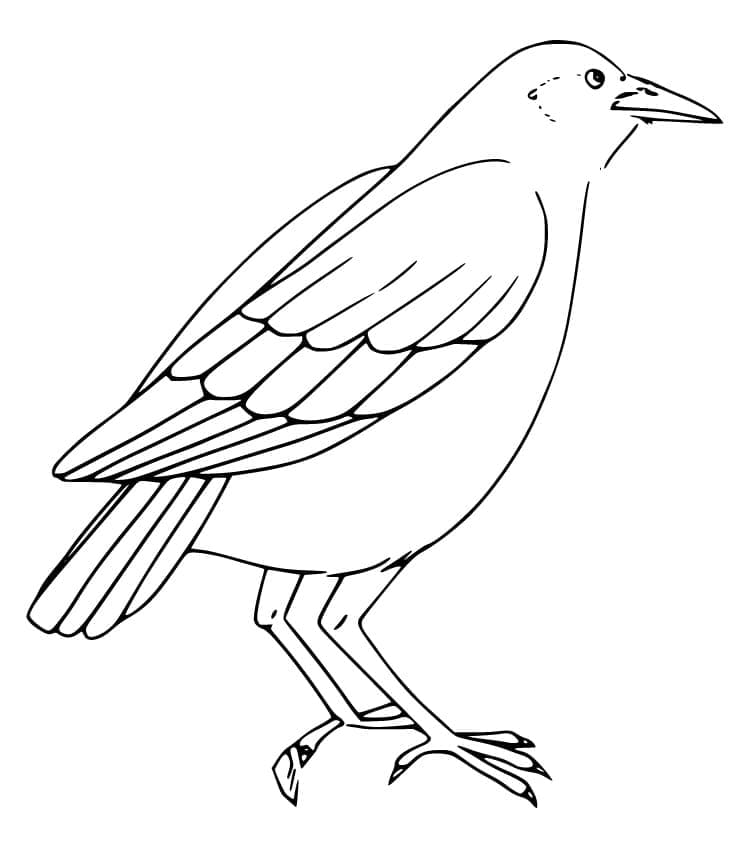 Dibujo gratuito Cuervo #209011 de la coleccion Animales para imprimir
