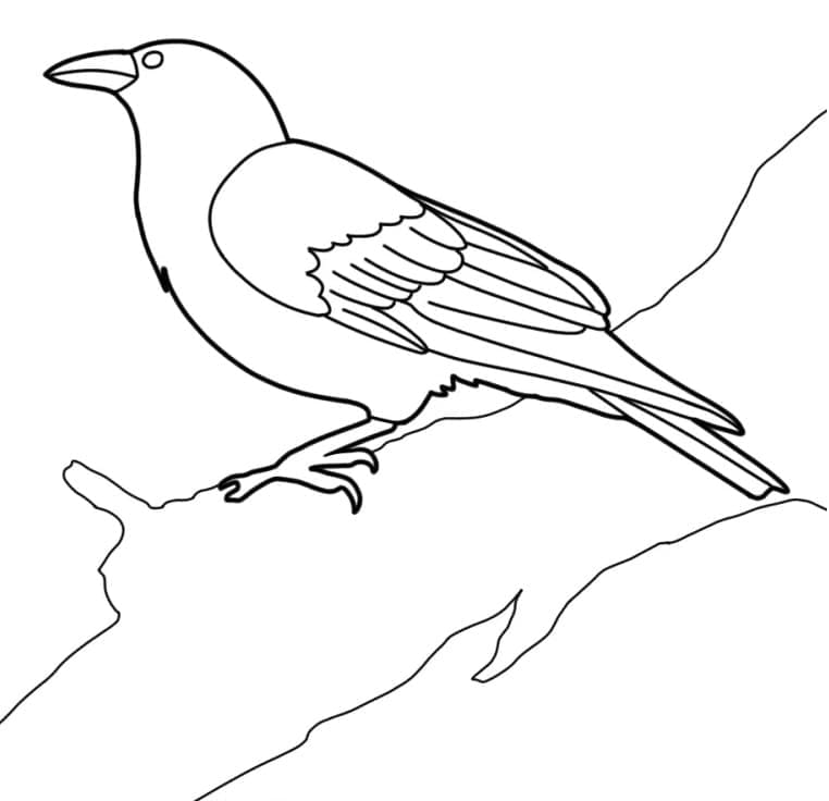 Dibujo para colorear: Cuervo (Animales) #209012 - Dibujos para Colorear e Imprimir Gratis