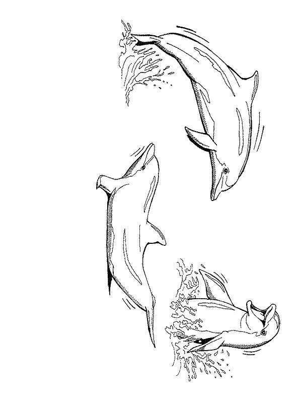 Dibujo para colorear: Delfín (Animales) #5215 - Dibujos para Colorear e Imprimir Gratis