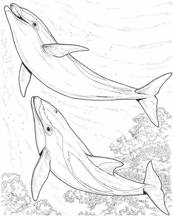 Dibujo para colorear: Delfín (Animales) #5216 - Dibujos para Colorear e Imprimir Gratis