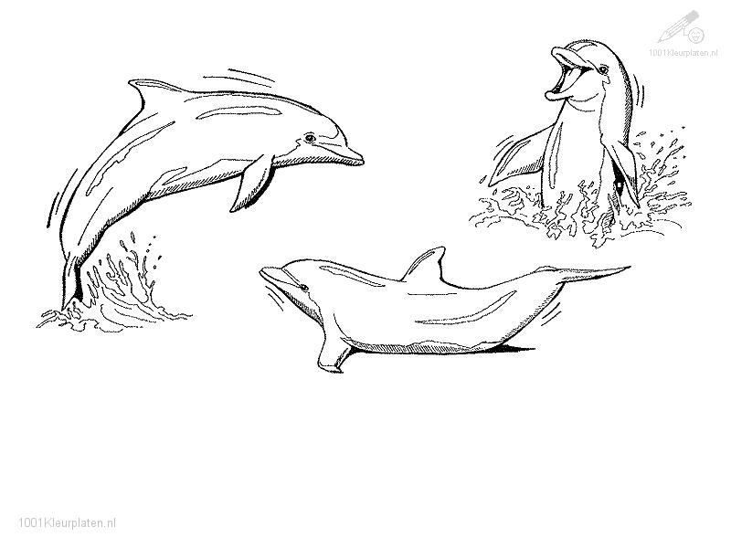 Dibujo para colorear: Delfín (Animales) #5230 - Dibujos para Colorear e Imprimir Gratis