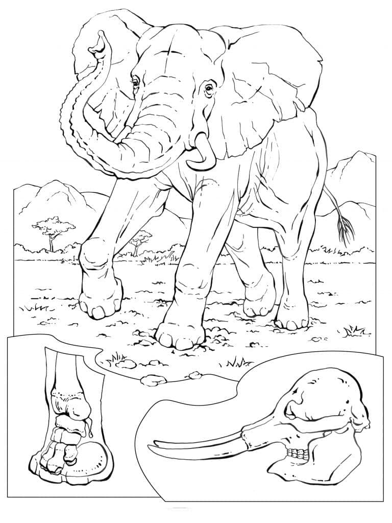 Dibujo gratuito Elefante #216840 de la coleccion Animales para imprimir Dibujo gratuito Elefante #216840 de la coleccion Animales para imprimir