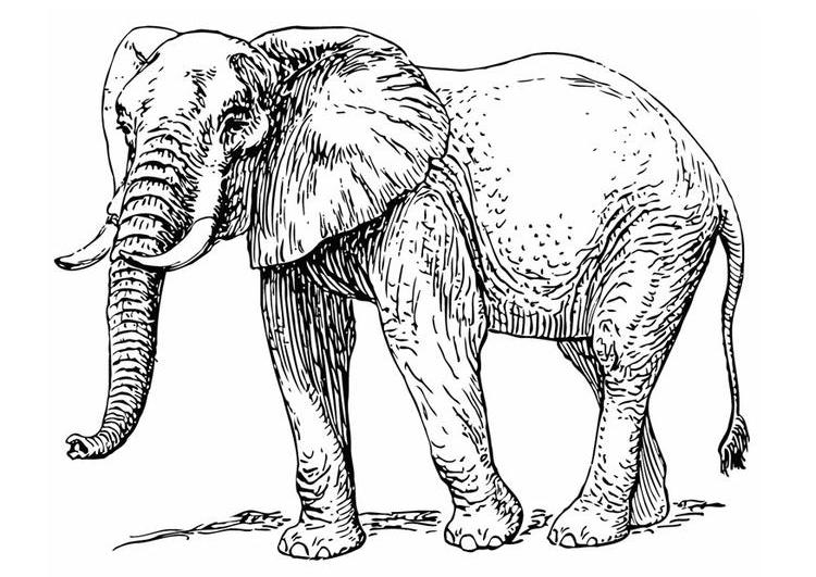 Dibujo para colorear: Elefante (Animales) #6389 - Dibujos para Colorear e Imprimir Gratis