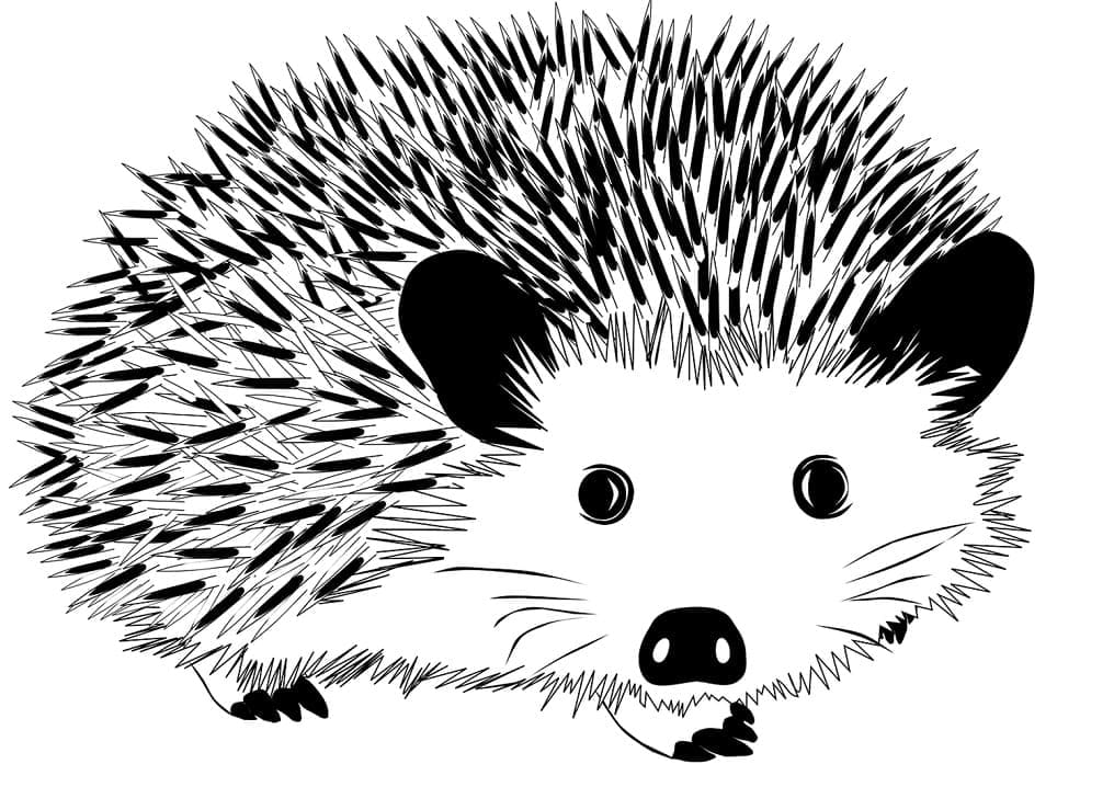 Dibujo gratuito Erizo #190625 de la coleccion Animales para imprimir