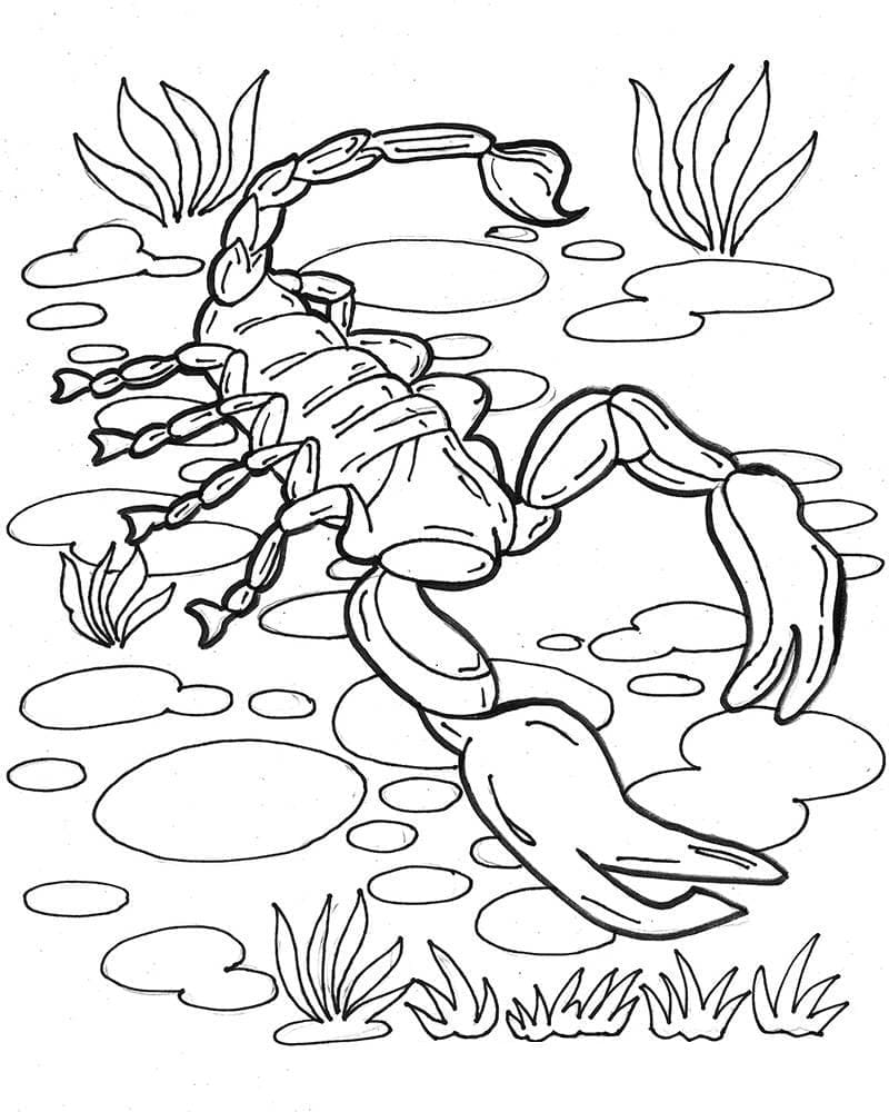 Dibujo gratuito Escorpión #209572 de la coleccion Animales para imprimir