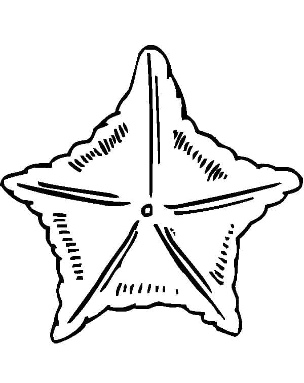Dibujo gratuito Estrella de Mar #187136 de la coleccion Animales para imprimir