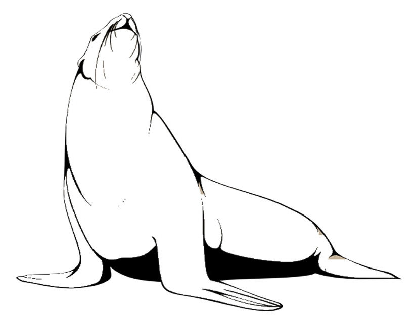 Dibujo gratuito Foca #16292 de la coleccion Animales para imprimir