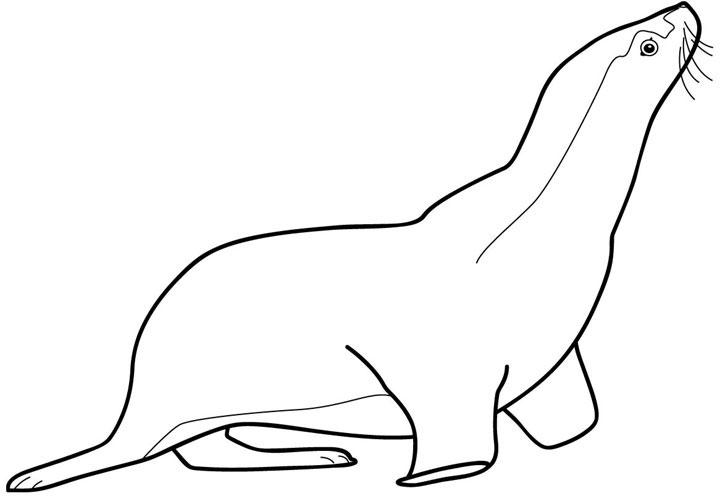 Dibujo gratuito Foca #16305 de la coleccion Animales para imprimir