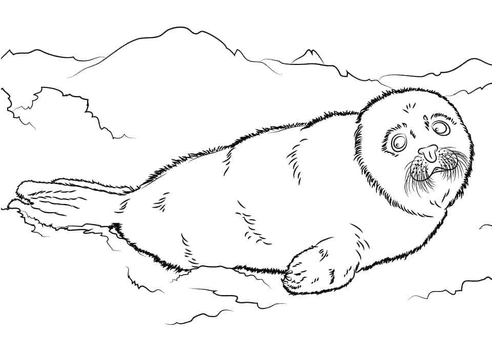 Dibujo gratuito Foca #188093 de la coleccion Animales para imprimir