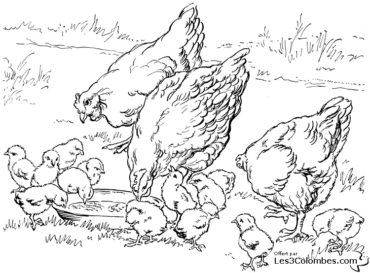 Dibujo para colorear: Gallina (Animales) #17519 - Dibujos para Colorear e Imprimir Gratis