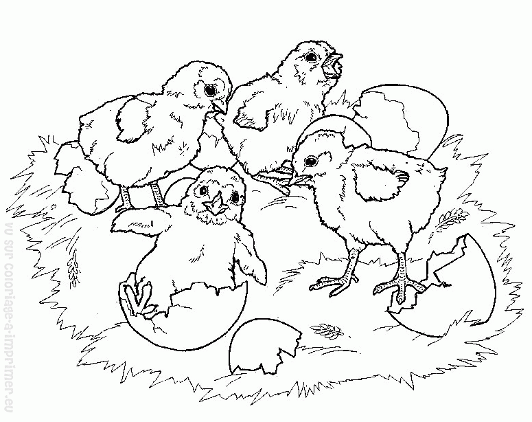 Dibujo para colorear: Gallina (Animales) #17547 - Dibujos para Colorear e Imprimir Gratis