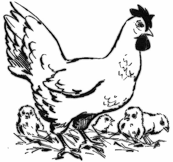 Dibujo para colorear: Gallina (Animales) #17603 - Dibujos para Colorear e Imprimir Gratis