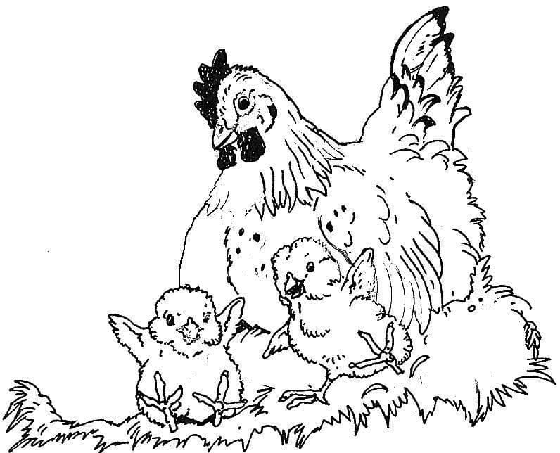 Dibujo gratuito Gallina y Pollito #193183 de la coleccion Animales para imprimir