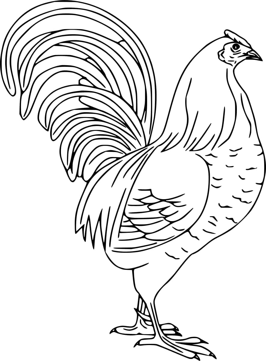 Dibujo gratuito Gallo #207125 de la coleccion Animales para imprimir Dibujo gratuito Gallo #207125 de la coleccion Animales para imprimir