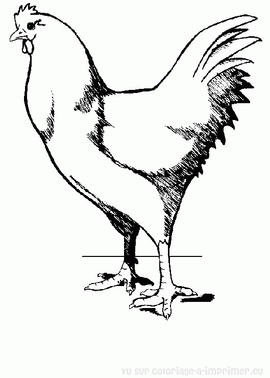 Dibujo para colorear: Gallo (Animales) #4185 - Dibujos para Colorear e Imprimir Gratis
