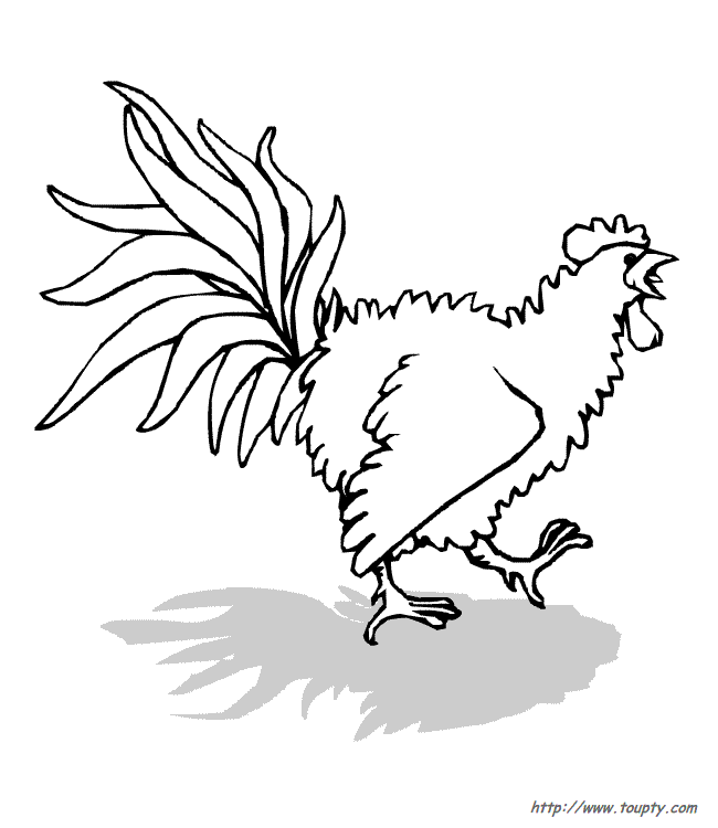 Dibujo para colorear: Gallo (Animales) #4204 - Dibujos para Colorear e Imprimir Gratis
